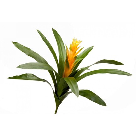  Sensitive Botanic, 3752 , 