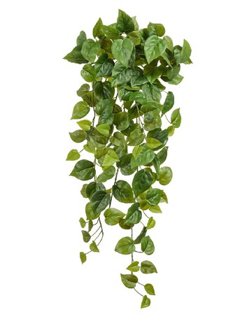     Sensitive Botanic, 45 
