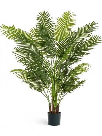   New Paradise Sensitive Botanic, 6 /29 , 170 
