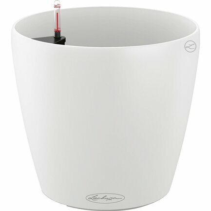  Classico Color, 7065 , , --