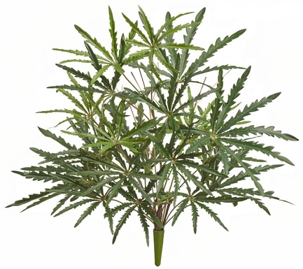 Аралия зеленая куст, 52 см, 15 листов