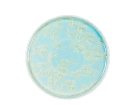 Тарелка закусочная Фрост с бортом, 21 см, зеленая