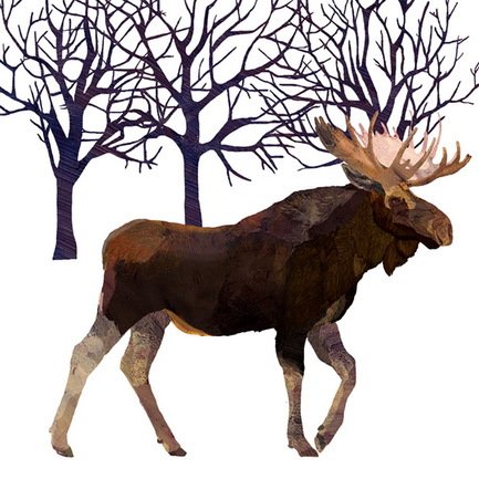  Winter Moose , 16.516.5 , 20 .