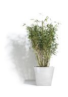 ECOPOTS  Rotterdam, 303026 , -