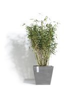 ECOPOTS  Rotterdam, 303026 , 