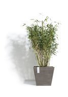 ECOPOTS  Rotterdam, 303026 , 