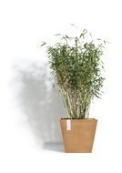 ECOPOTS  Rotterdam, 303026 , 