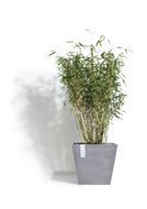 ECOPOTS  Rotterdam, 303026 , -