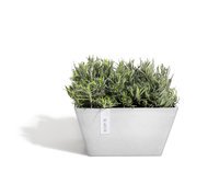 ECOPOTS  Berlin, 313116 , -