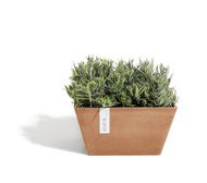 ECOPOTS  Berlin, 313116 , 