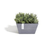 ECOPOTS  Berlin, 313116 , -