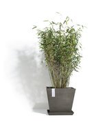 ECOPOTS  Rotterdam, 43433.5 , 