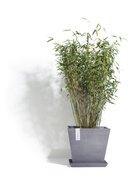 ECOPOTS  Rotterdam, 43433.5 , -