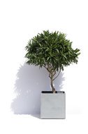 Cosapots  Geneva, 444444 , -
