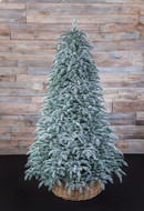 Triumph Tree    100% , 155 , 