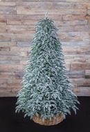 Triumph Tree    100% , 215 , 