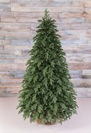 Triumph Tree   100% , 230 , 
