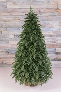 Triumph Tree   100% , 260 , 