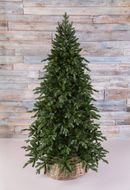 Triumph Tree  , 215 , 
