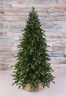 Triumph Tree  , 230 , 