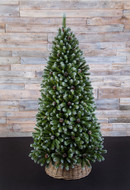 Triumph Tree    , 200 , 