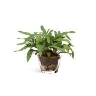 Treez  Rabbit Foot   , 2640 