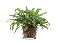 Treez  Rabbit Foot   , 3350 