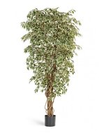 Treez   , 120 , 