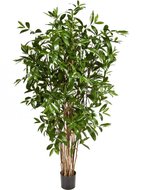Treez   , 150 , 