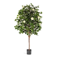 Treez  , 170 , 