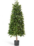 Treez   , 170 , 