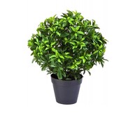 Treez    , 6050 , 