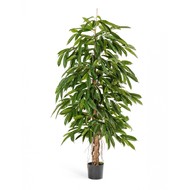 Treez  , 150 , 