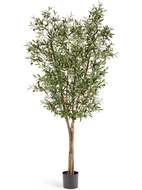 Treez    , 120 , -