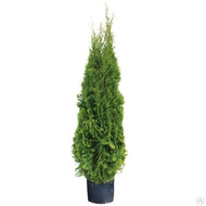 Treez    , 120 , 