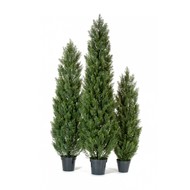 Treez    , 150 , 