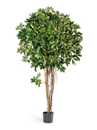 Treez  , 170 , 