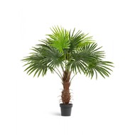 Treez   Sensitive Botanic, 120 , 