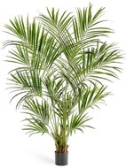 Treez   ()  , 225 