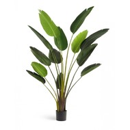 Treez  Style, 150 , 
