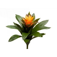   Sensitive Botanic, 2430 , 
