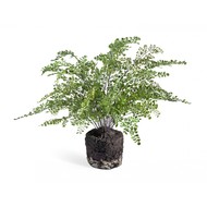 Treez       , 7565 