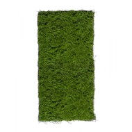 Treez  , 50100 , 