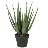 Treez   Sensitive Botanic  , 57 