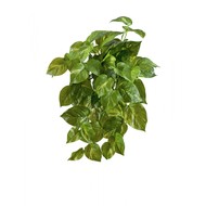     Sensitive Botanic, 35 