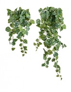Treez   Sensitive Botanic, 100 , -