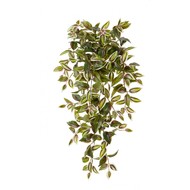 Treez   12 , 70 , --