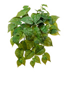    Sensitive Botanic, 35 