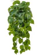     Sensitive Botanic, 75 