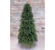 Triumph Tree    100%  , 215 , -